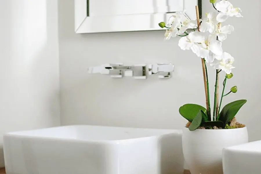 Một chậu bông lan trên bồn rửa tay.