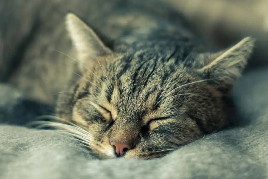 Feline Herpesvirus - là một loại virus chính gây bệnh viêm mũi và viêm họng.