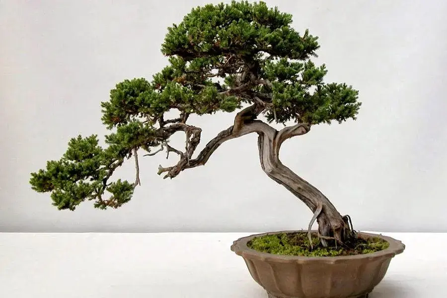 Cây Tùng Bồng Lai mang ý may mắn, thịnh vượng.