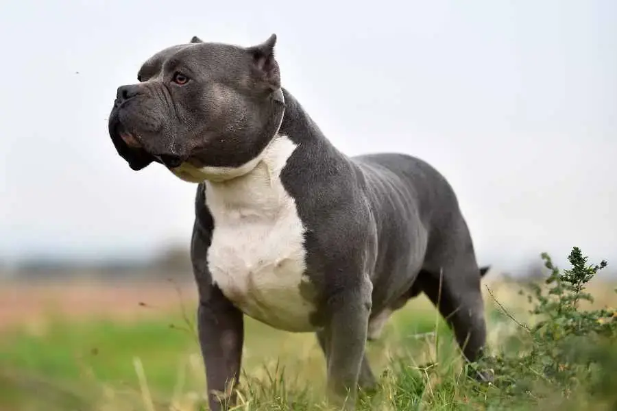 Bully có nguồn gốc từ Mỹ vào năm 1995 và du nhập vào các nước khác.