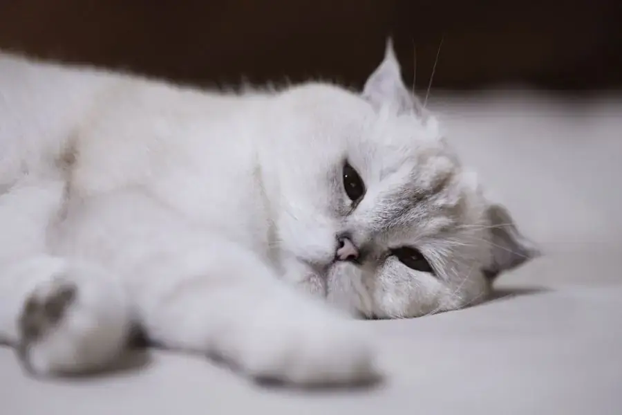 Cần thường xuyên chải lông, tắm rửa sạch sẽ cho mèo.