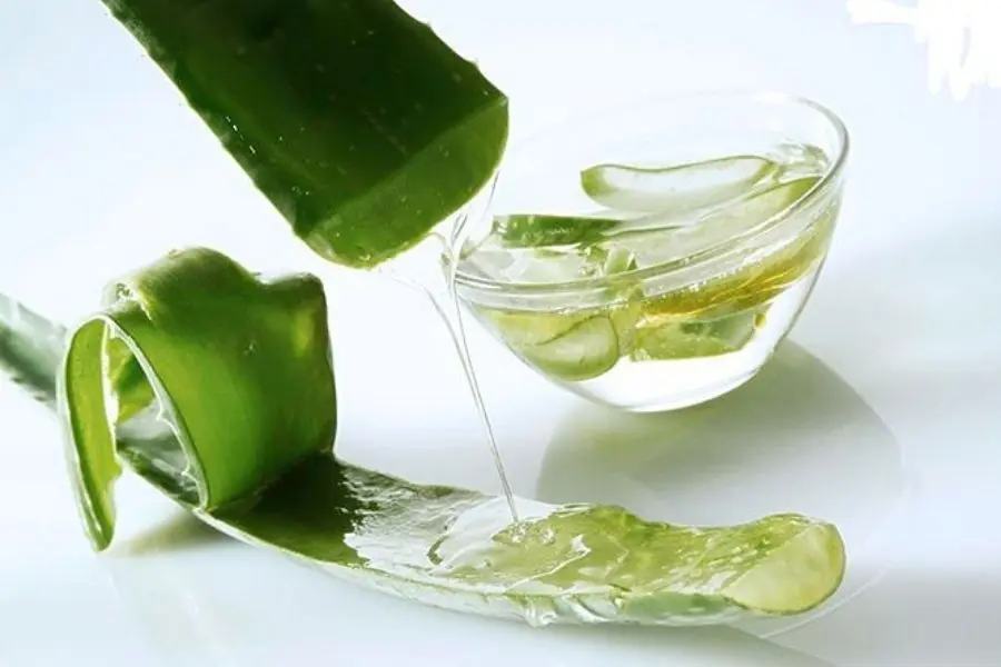 công dụng của cây nha đam dùng để chữa bệnh