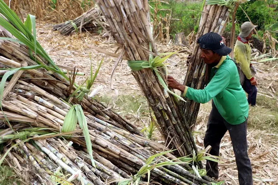 Xếp mía thành từng đống để bảo quản khi thu hoạch