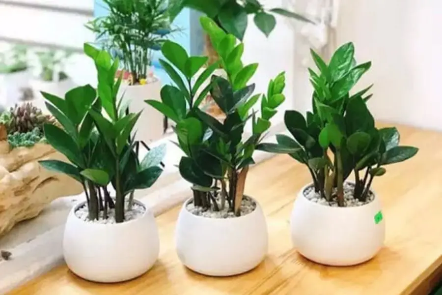 Cây kim tiền được mệnh danh mang lại tài lộc.