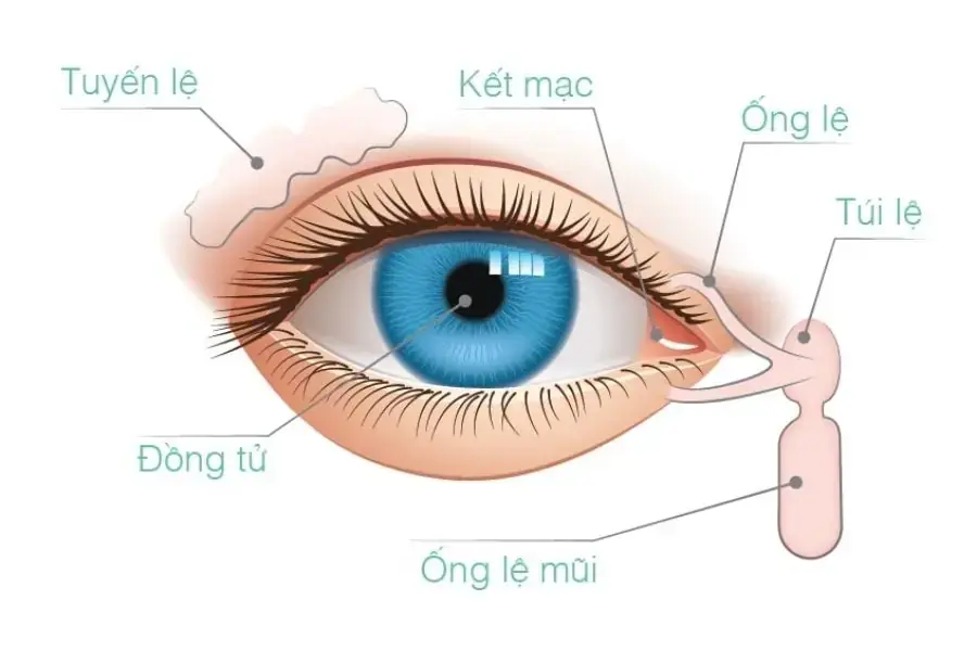 Cơ chế hoạt động của chảy nước mắt