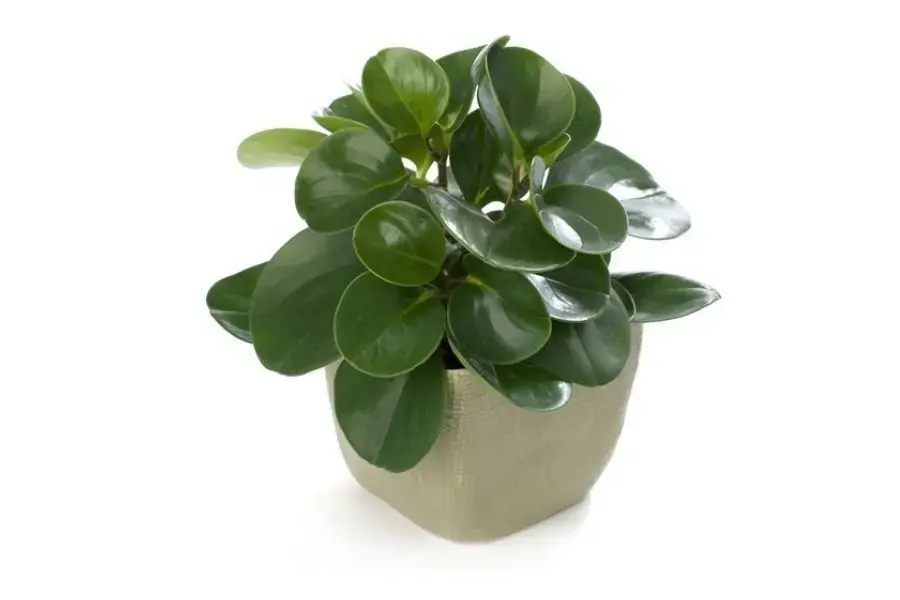 Cây Trường Sinh thể hiện sức sống mãnh liệt, sự no đầy, sung túc, thịnh vượng