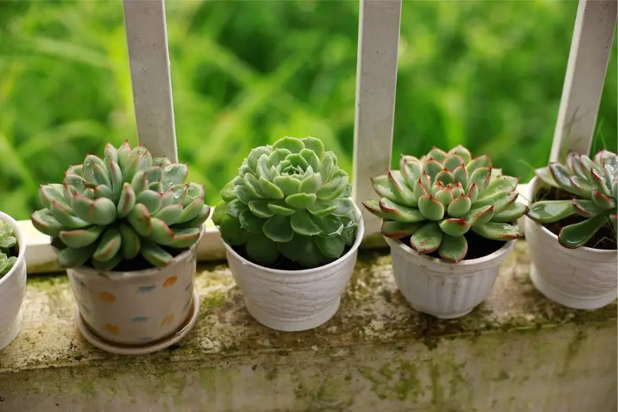 Cây sen đá có thân mọng nước, ưa nắng, ưa sáng.