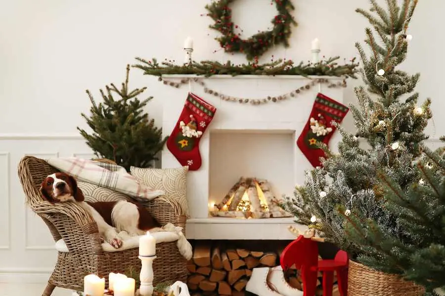 Cây thông Noel là biểu tượng cho sự may mắn và hạnh phúc