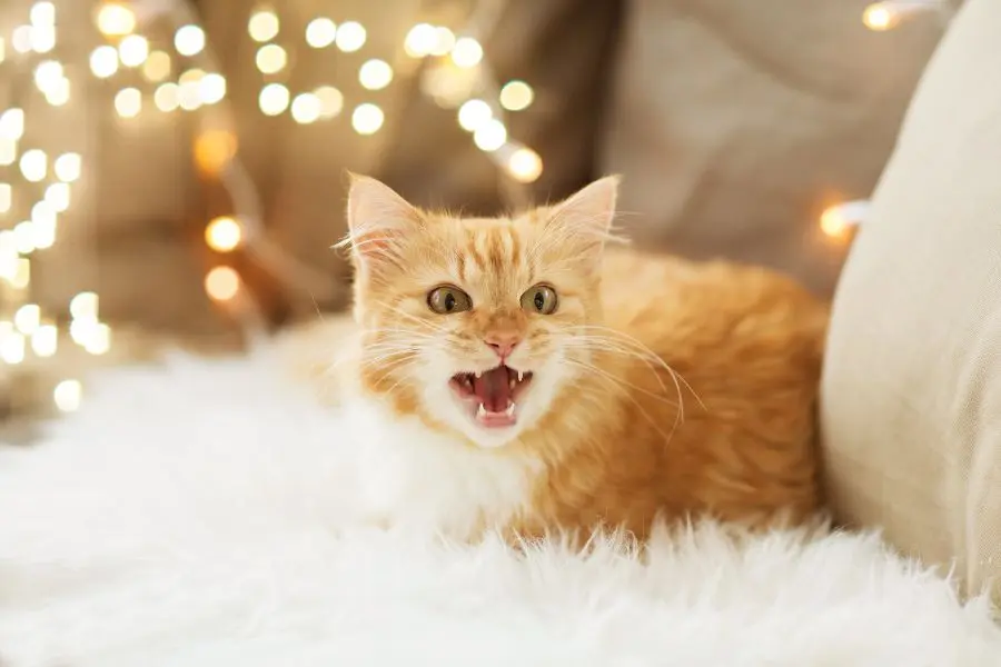 Khi mang bầu, mèo sẽ có biểu hiện thay đổi hành vi và thể chất rõ rệt.