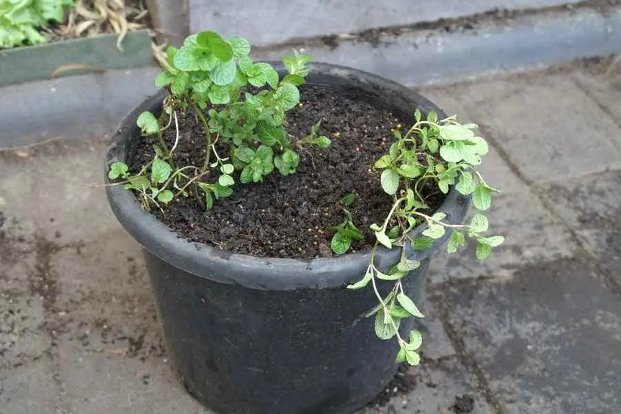 Di chuyển chậu cây tránh tiếp xúc trực tiếp với ánh nắng mặt trời