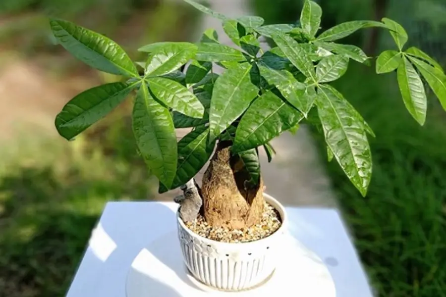 Cây Kim Ngân không chỉ mang đến tài lộc cho gia chủ mà còn hỗ trợ chống lại nhiều loại vi khuẩn hiệu quả.