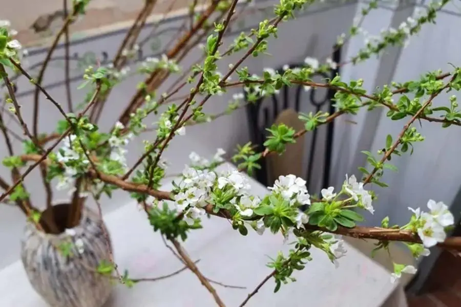 Tuyết Mai với màu trắng nền nã, là biểu tượng của sự thuần khiết và thanh tao.