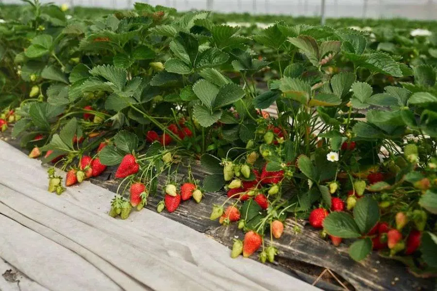 Phủ rơm hoặc lưới nilong để tránh quả tiếp xúc với mặt đất