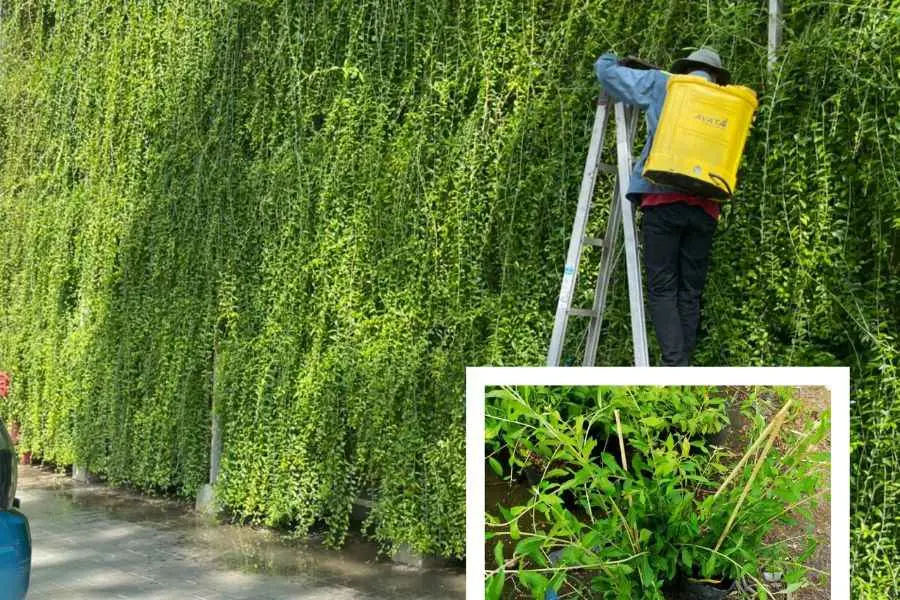 Nên phun thuốc, bón phân để cây sinh trưởng và phát triển tốt.