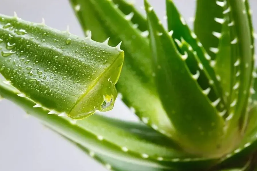 Cây nha đam có khả năng điều hòa độ ẩm rất hiệu quả.