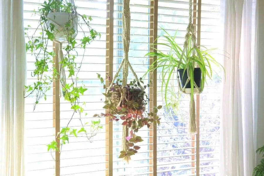 Các loại cây dáng rủ trồng trong chậu treo trên khung cửa sổ lớp học.