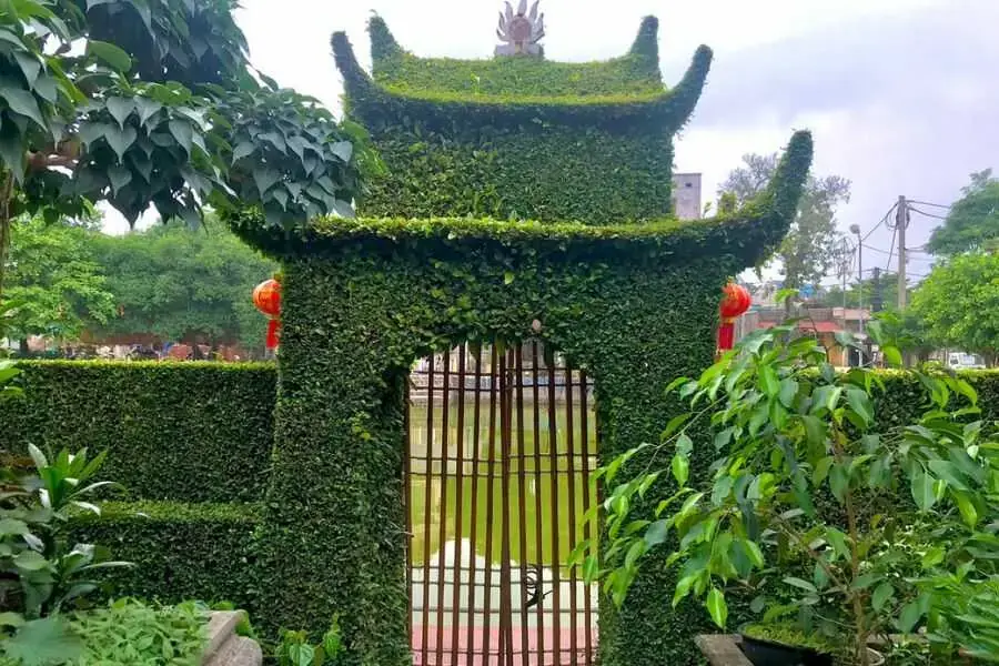 Cây ô rô giúp tăng tính thẩm mỹ và tạo điểm nhấn cho hàng rào