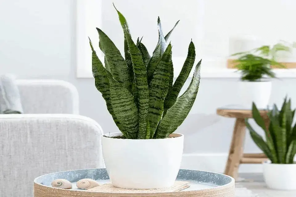 Cây lưỡi hổ thái giúp xua đuổi điềm xấu cho gia chủ