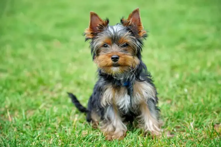 Yorkie xuất hiện ở Mỹ từ năm 1872 và trở thành loại thú cứng rất được ưa thích.