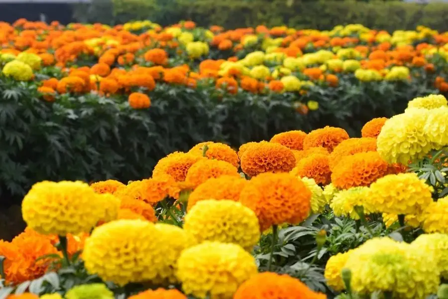 Hoa cúc vạn thọ có khả năng đuổi muỗi