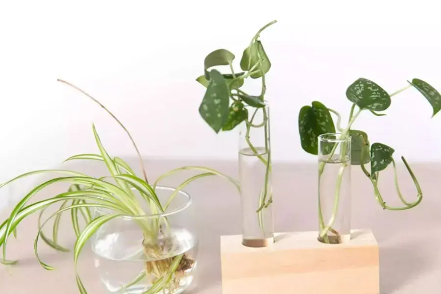 2 cách nhân giống cây trầu bà là nhân giống từ nhánh và nhân giống từ mắt lá.