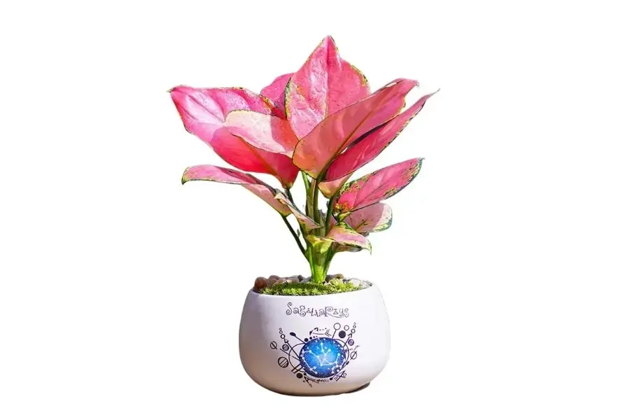 Cây Vạn Lộc mang ý nghĩa về tài lộc, suôn sẻ trong công việc