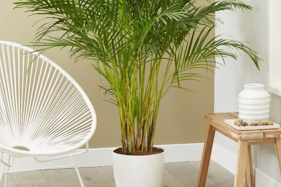 Cây cau Nhật có chiều cao trung bình từ 70cm đến 2m.