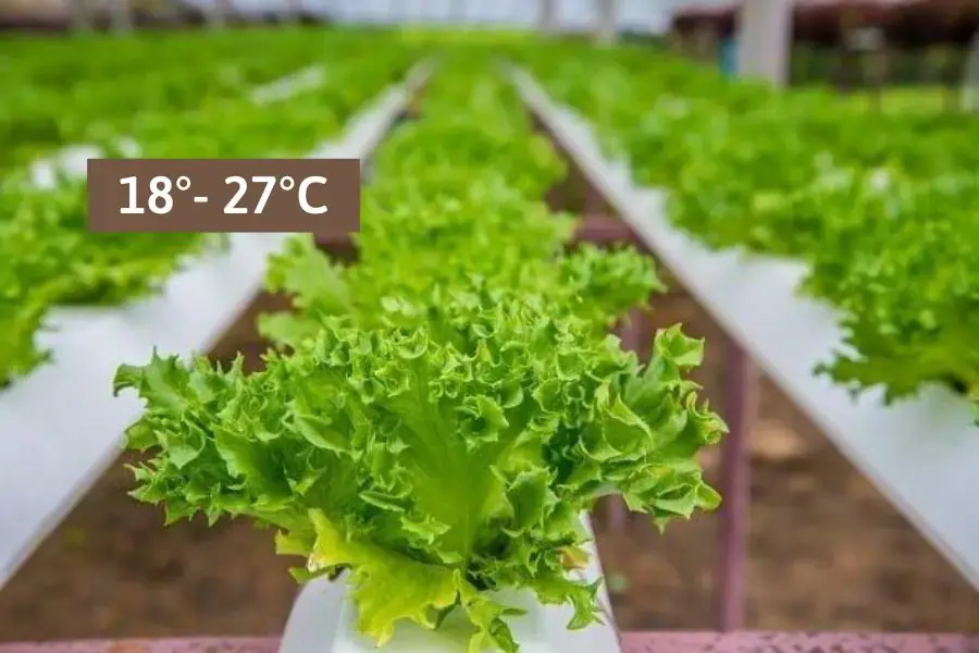 Nhiệt độ trong khoảng 18 - 27 độ C là an toàn để xà lách phát triển