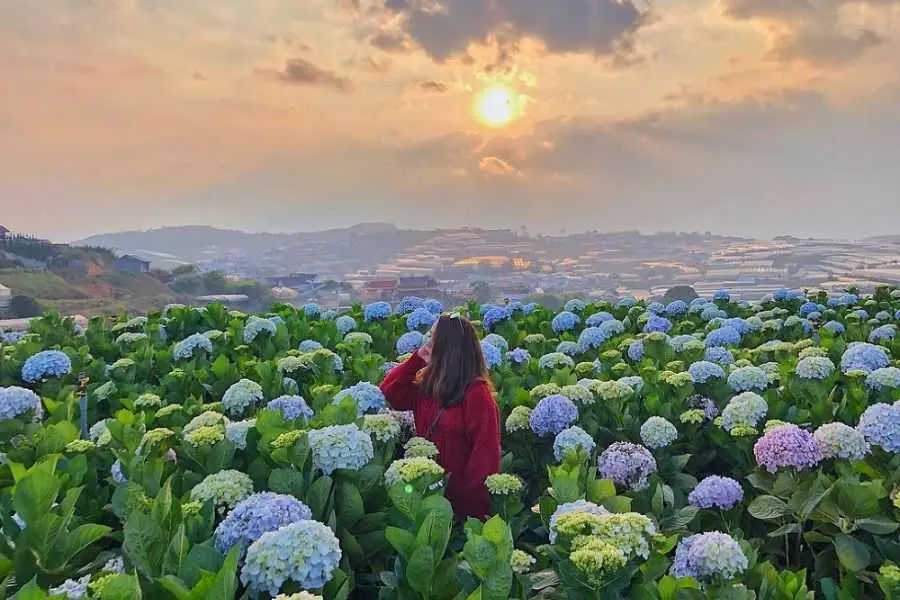 Đà Lạt - xứ sở ngàn hoa cực chill.