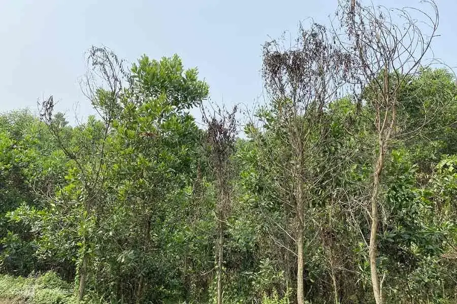 Cây keo có nguồn gốc từ nhiều châu lục trên thế giới.