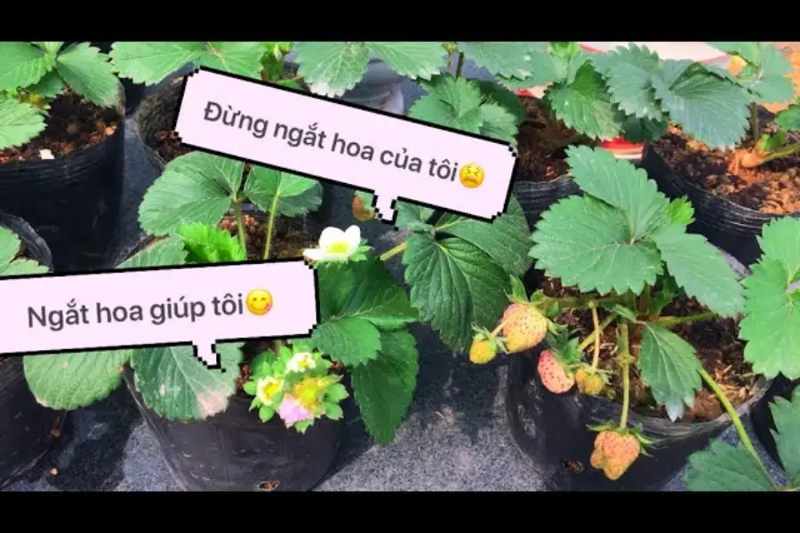 Ngắt những bông hoa đầu tiên để cay ra nhiều quả