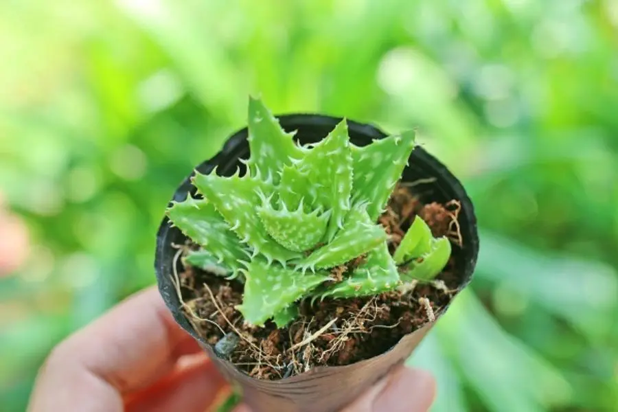 Sen đá hàm cá mập