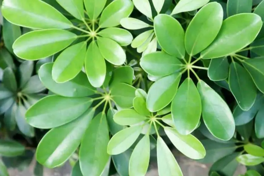 Dùng lá thích gia bì làm nguyên liệu nấu ăn để thay đổi khẩu vị.