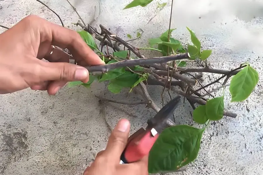 Loại bỏ lá, nhánh thừa trên cành chiết hoa giấy 