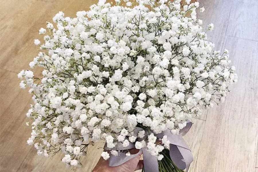 Hoa baby tượng trưng cho sự che chở và nâng niu người mình yêu.