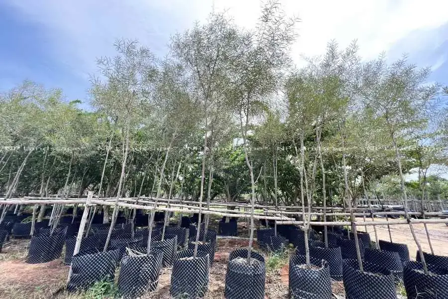 Keo là giống cây thân gỗ, cao thẳng.