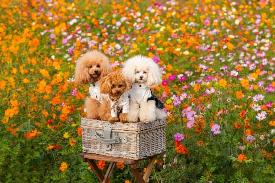 Chó Poodle nổi bật với bộ lông xoăn tít như cục bông cùng tính cách đáng yêu, tinh nghịch.