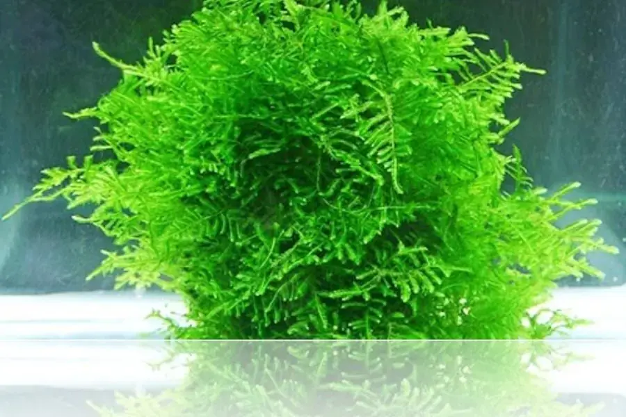 Rêu peacock có nguồn gốc từ khu vực Châu Á.