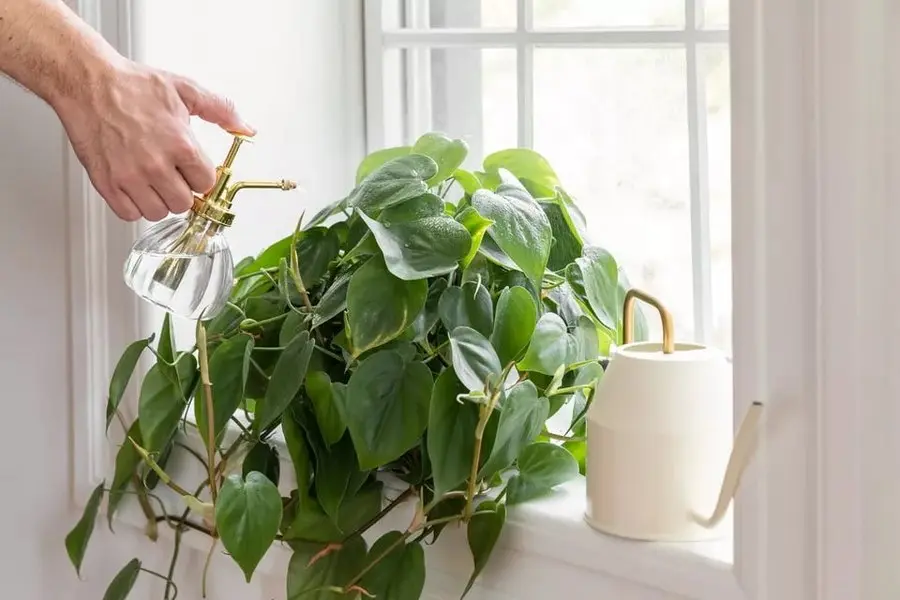 Có thể tưới cây vào lúc 10 giờ sáng