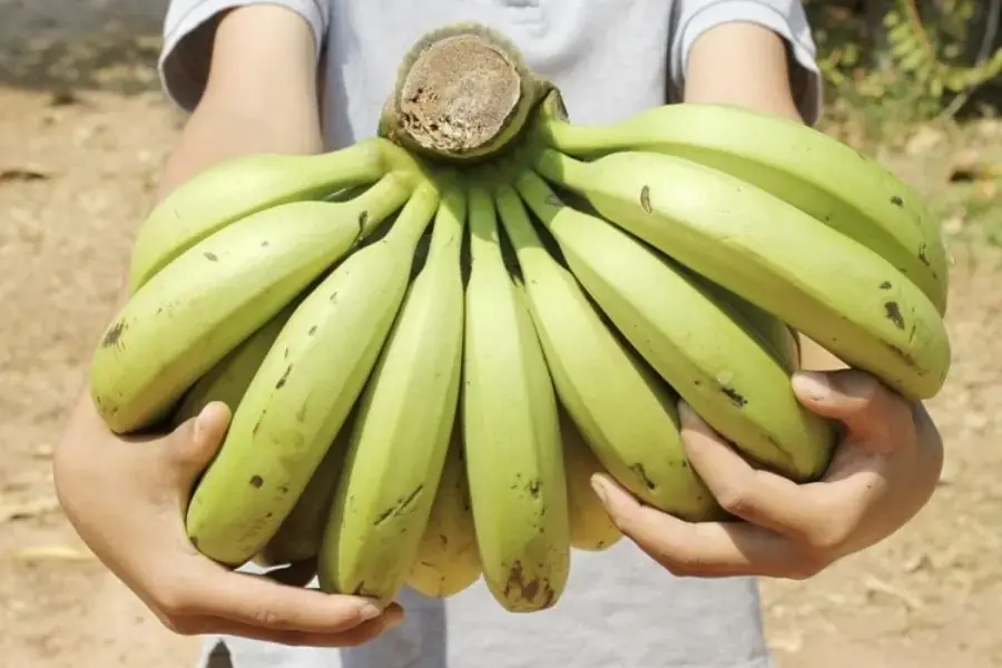 Phần cuống quả chuối