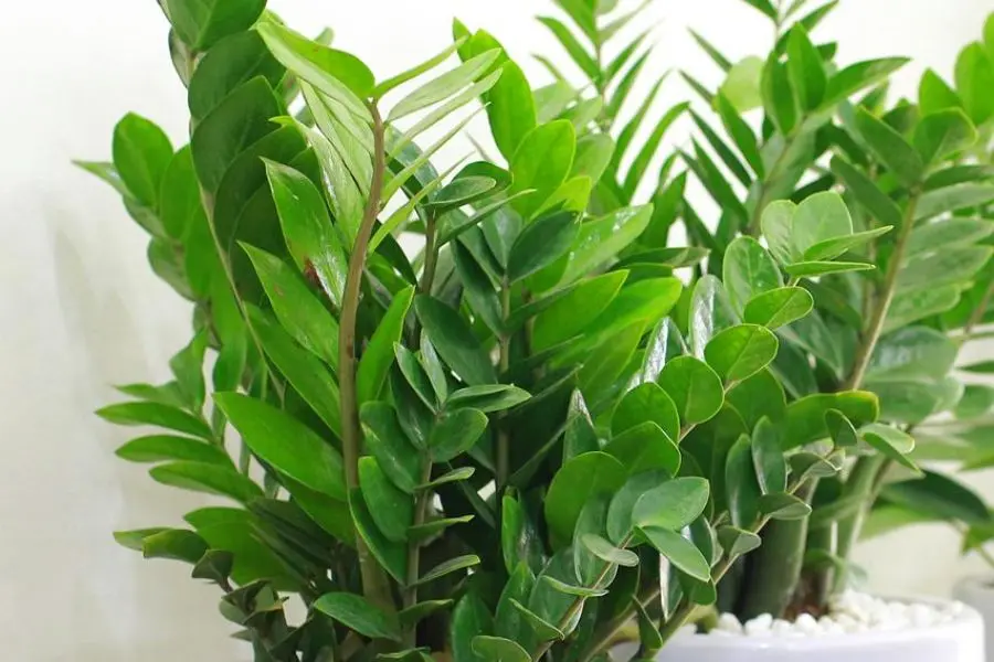 Cây phát tài được gọi với cái tên khác là cây tiền.