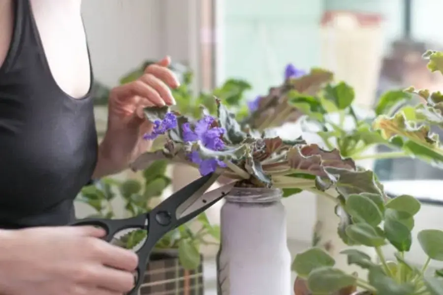 Tỉa bớt cành, nụ để hoa lâu nở hơn.