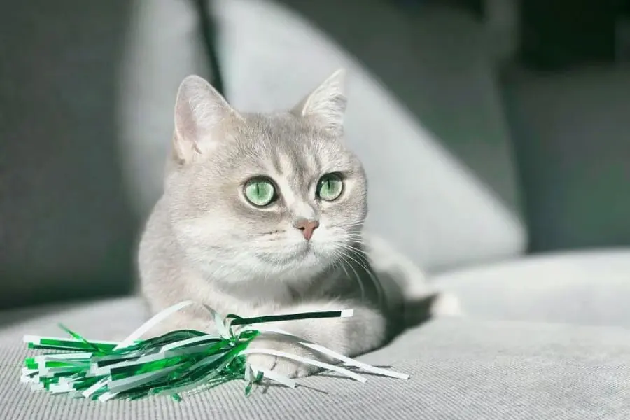 Màu mắt xanh ngọc bích với đồng tử màu đen ở mèo Anh lông ngắn.
