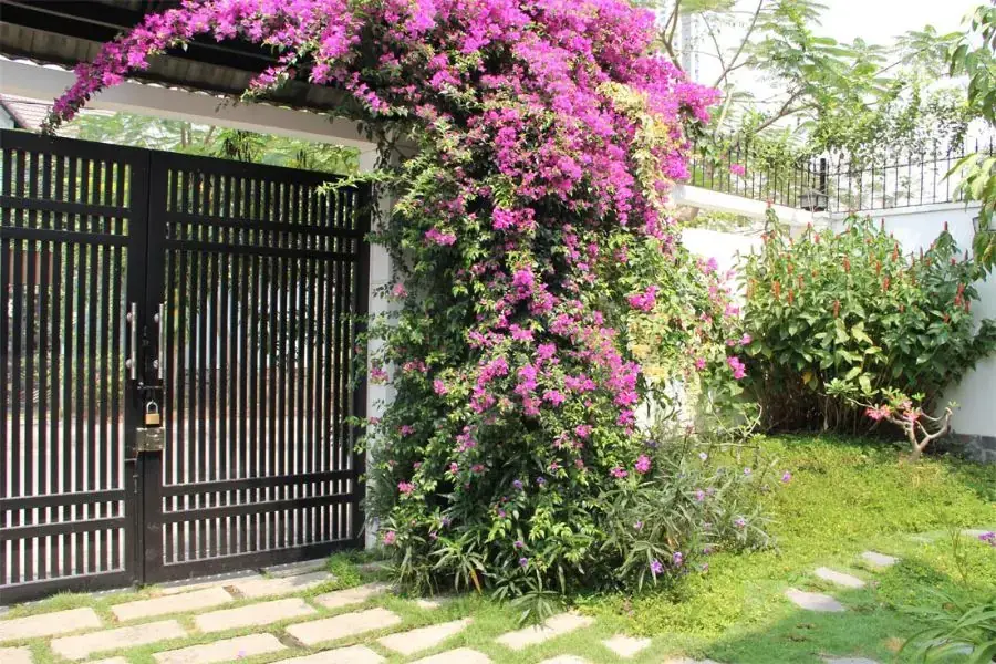 Cây dây leo đem lại tài lộc cho gia chủ