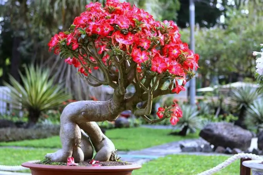 Trang bị lỗ thoát nước trên chậu cây hoa sứ.