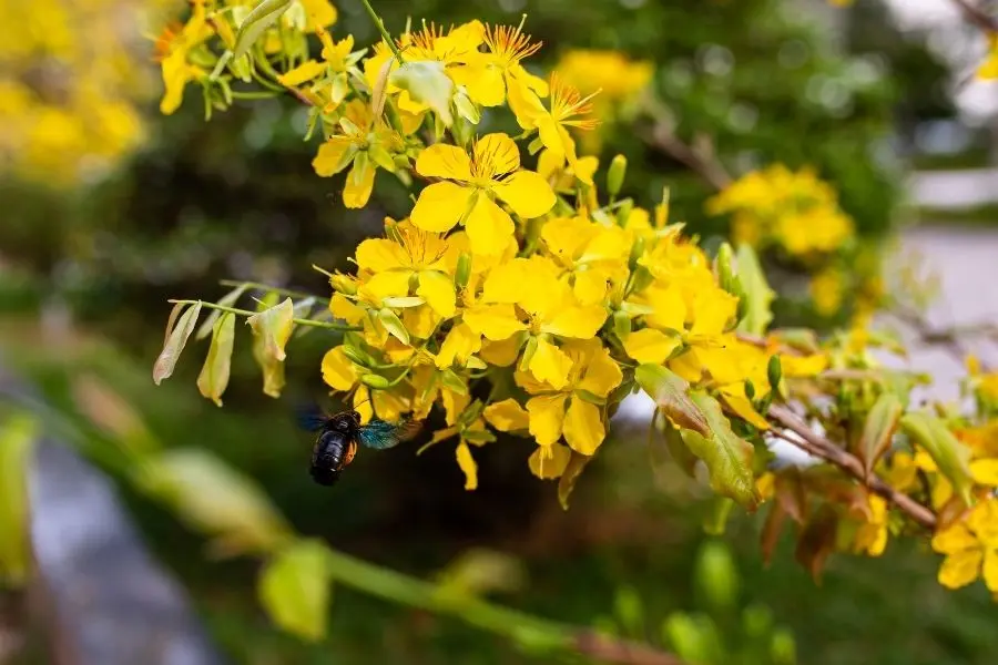 Hoa mai ngày Tết.