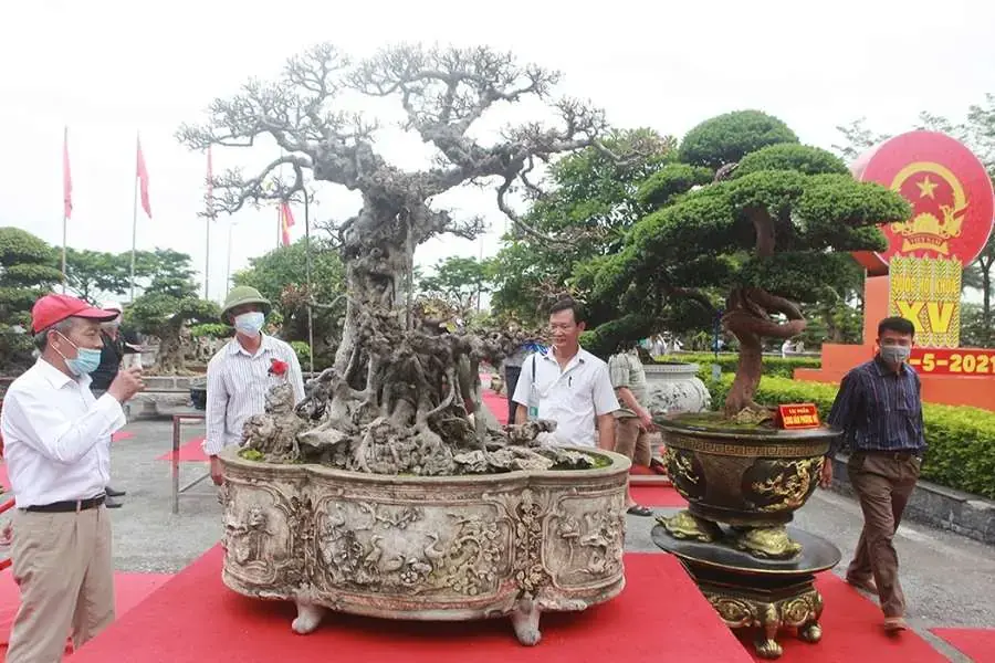 Si ngày càng được trồng nhiều để làm cây cảnh, trang trí không gian sống.