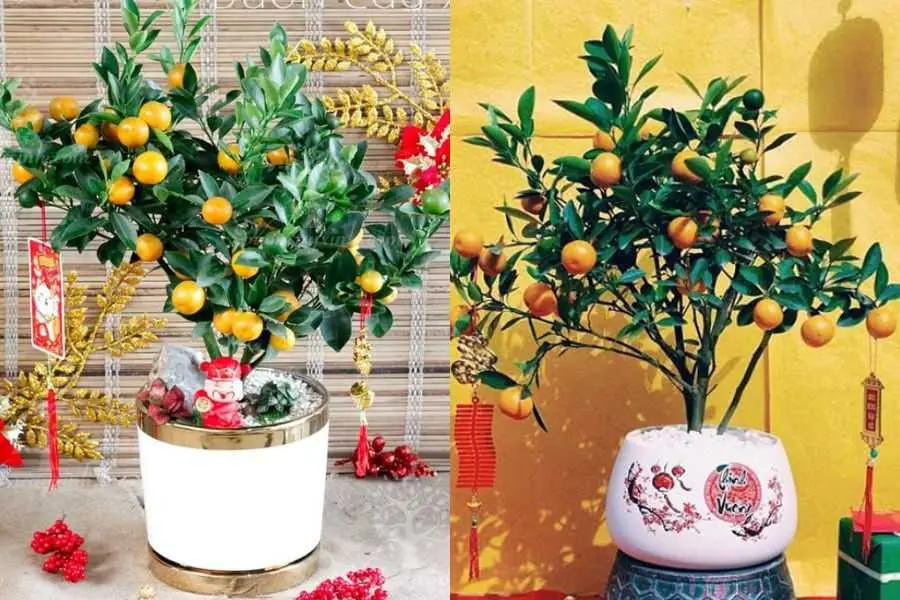 Những cây quất cảnh mini cũng có thể lựa chọn những phụ kiện mini phù hợp.