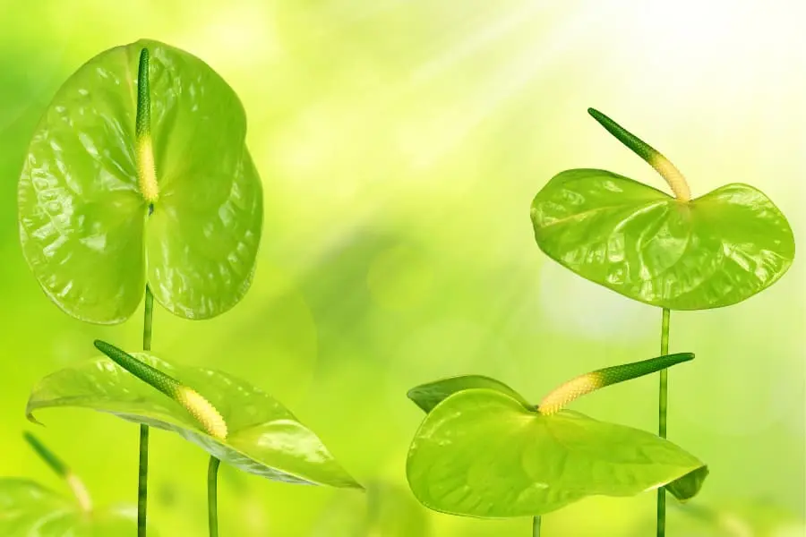 Hồng Môn xanh tươi mát và tự nhiên.