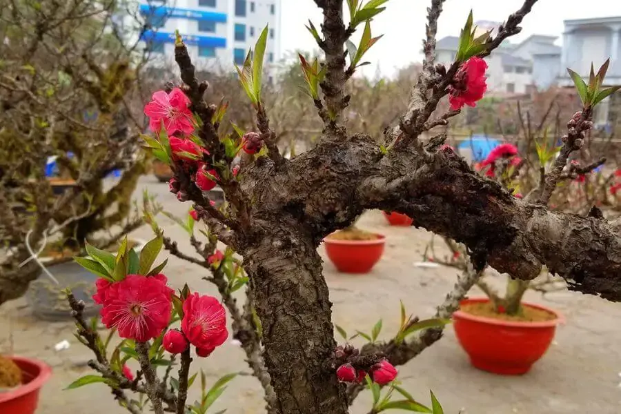 Hoa đào thất thốn tiến vua quý hiếm.